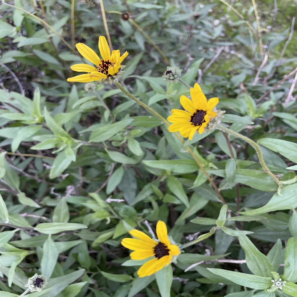 California Brittlebush