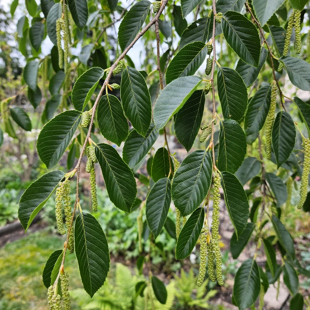 Mexican Alder