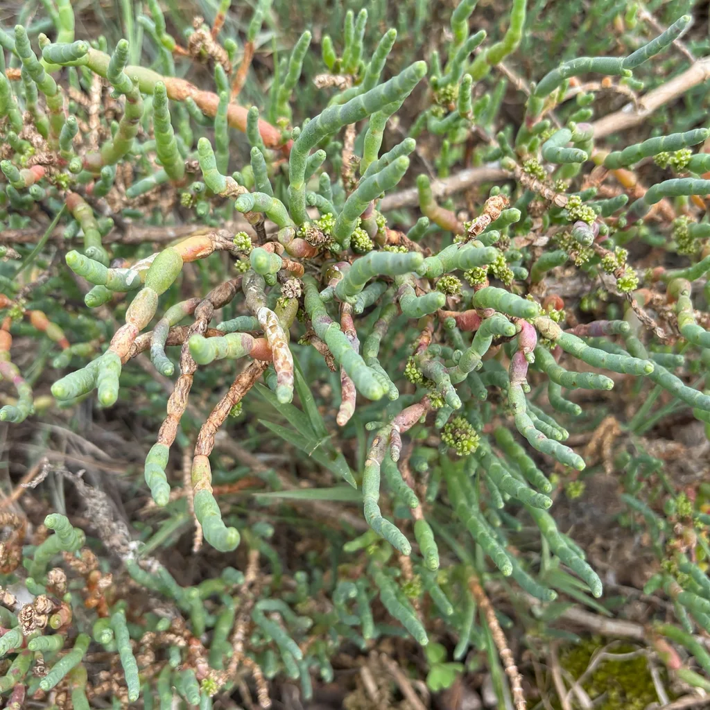 Pickleweed