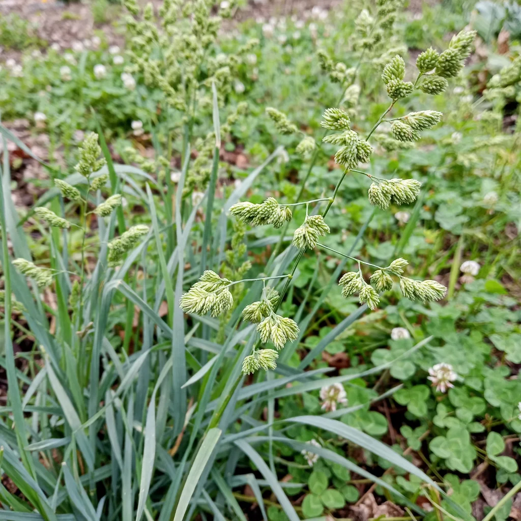 Orchard Grass