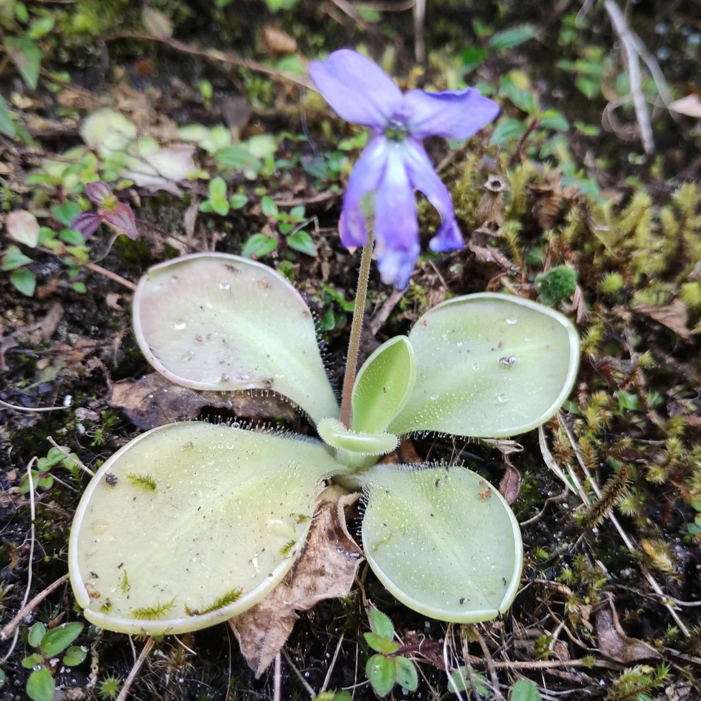 Mexican Butterwort