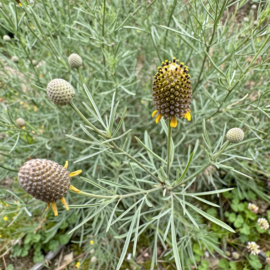 Green Prairie Coneflower