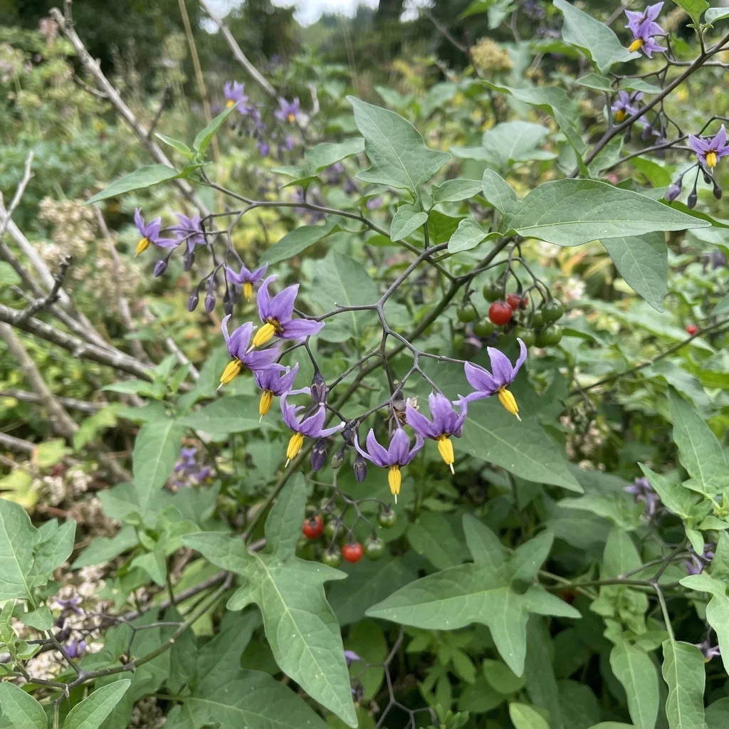Bittersweet Nightshade