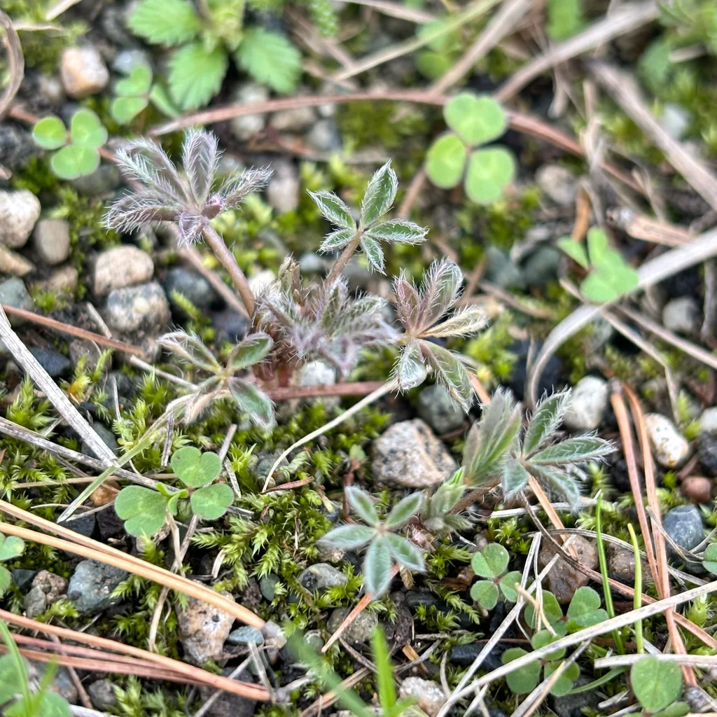 Miniature Lupine