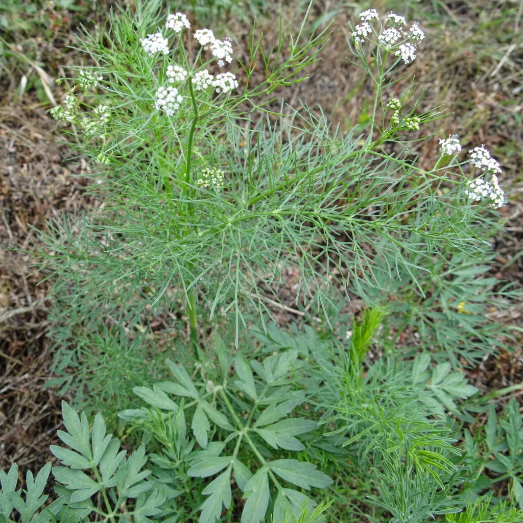 Anise