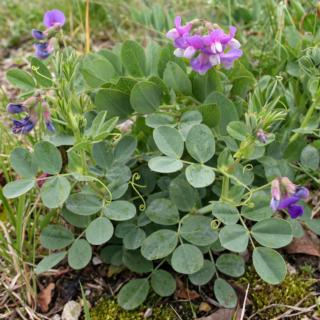 Beach Pea