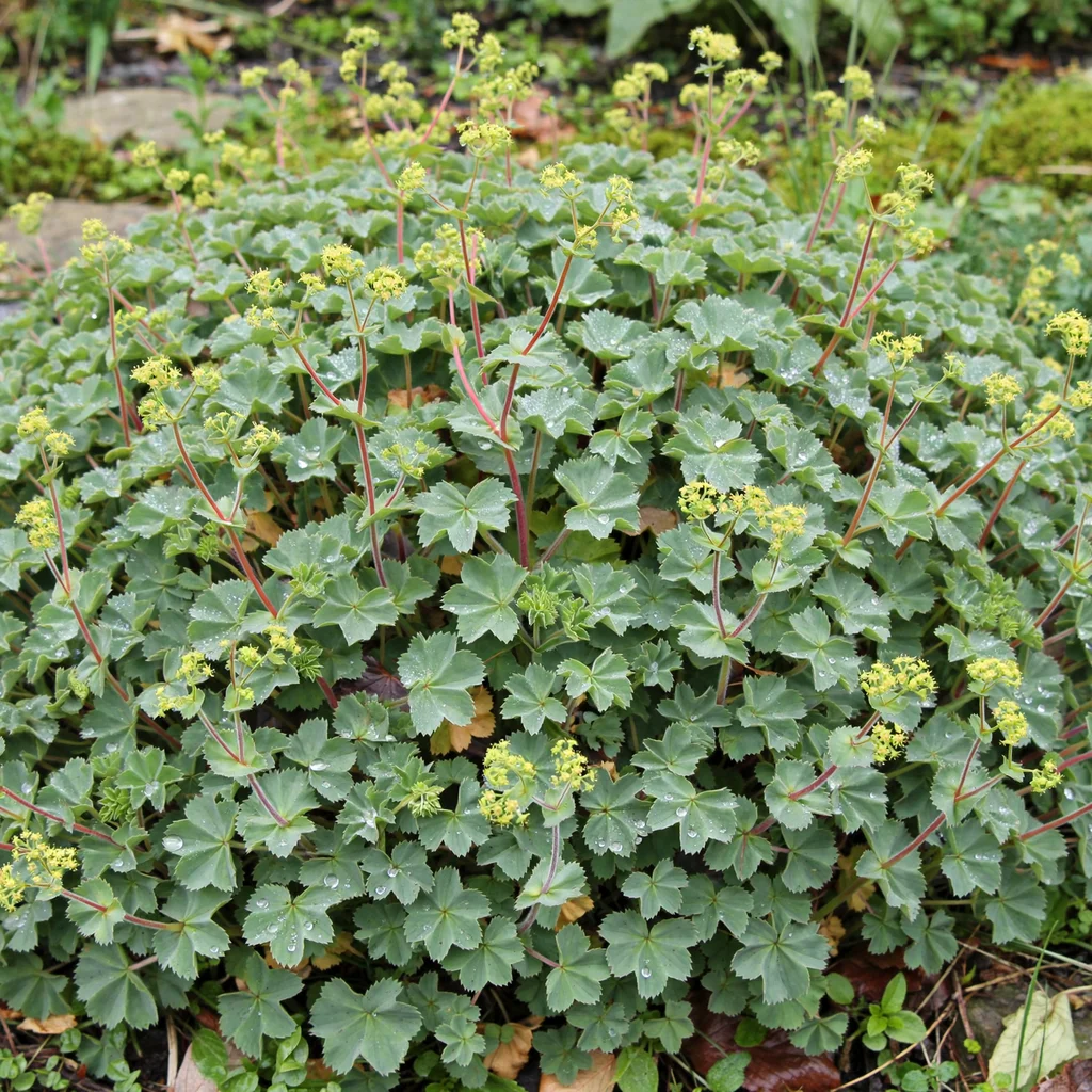 Dwarf Lady's Mantle