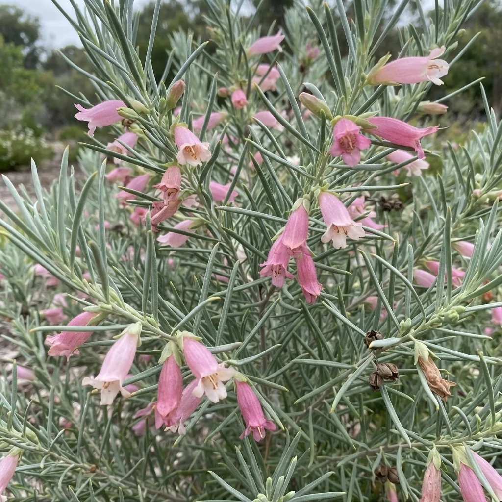 Weeooka, Twin-leaf Emu Bush, Mountain Sandalwood