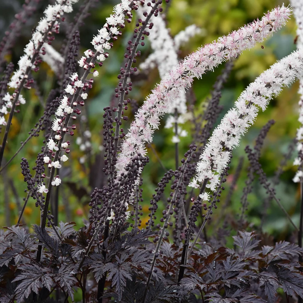 Bugbane