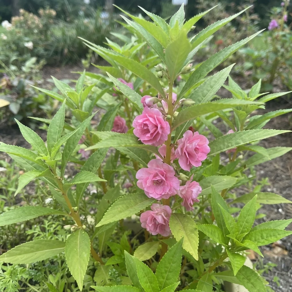 Garden Balsam