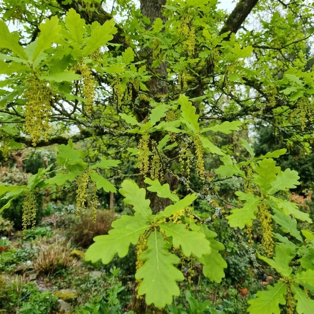 Sessile Oak