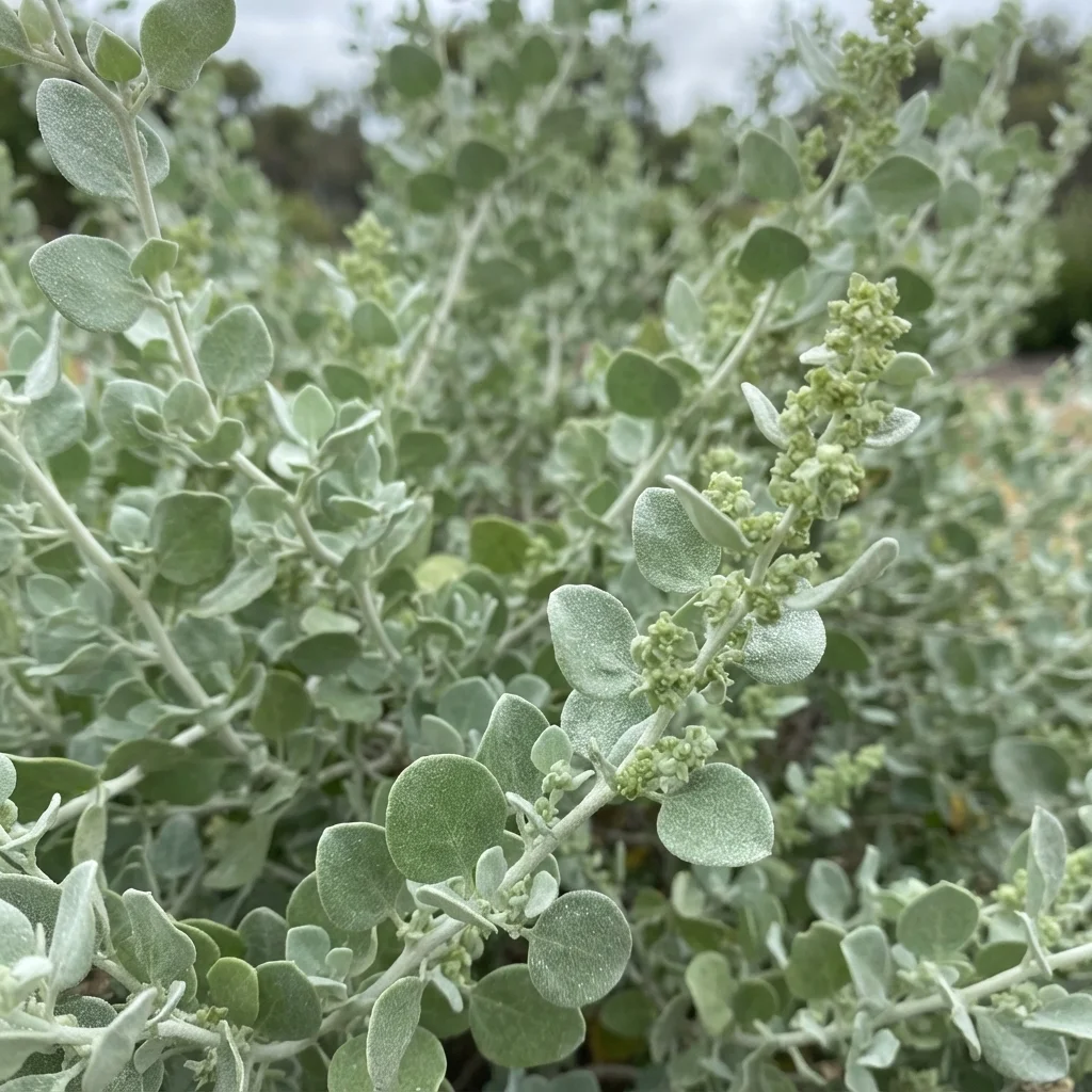 Old Man Saltbush, Giant Saltbush, Bluegreen Saltbush