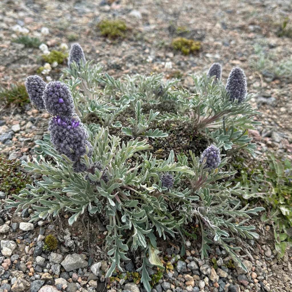 Silky Phacelia