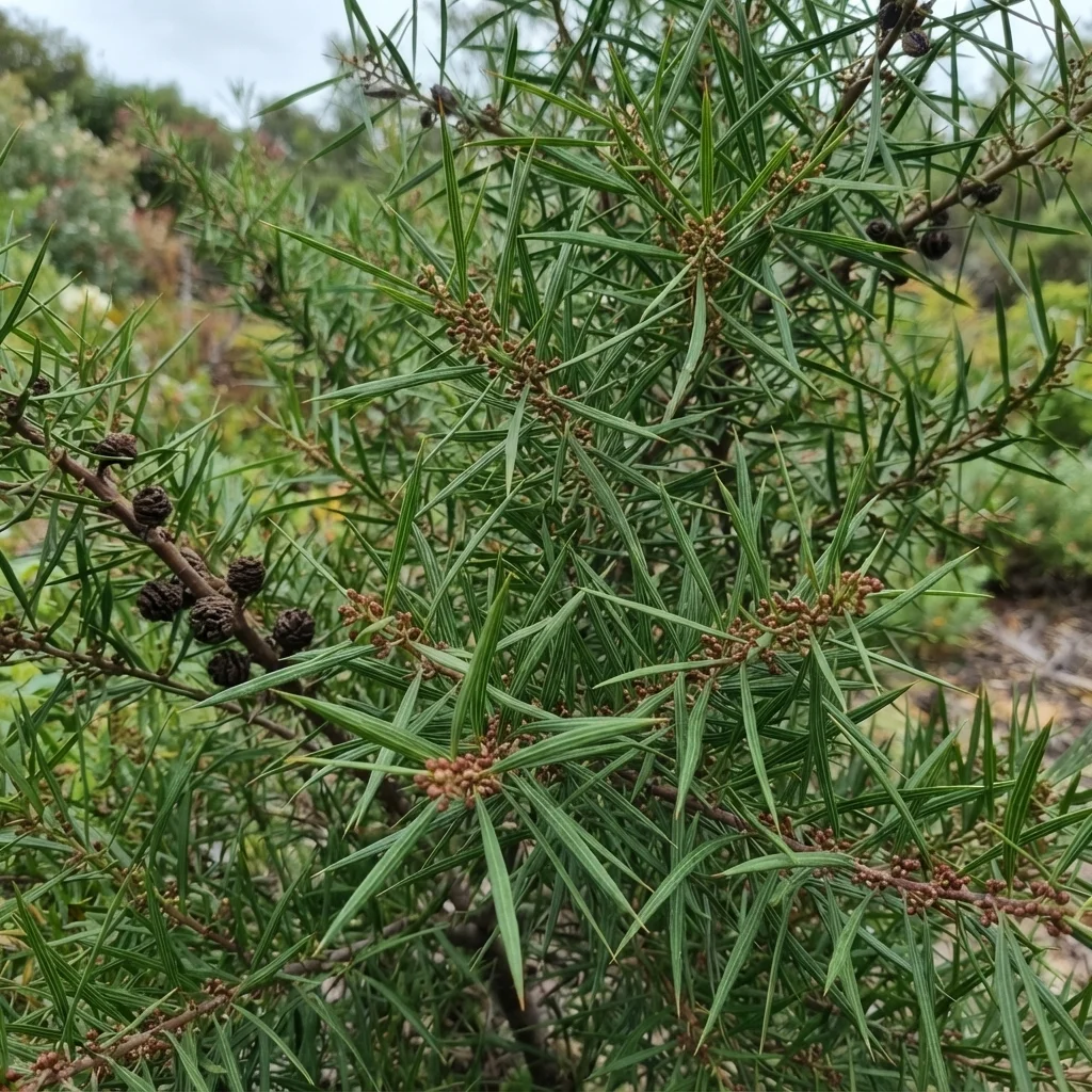 Furze Hakea