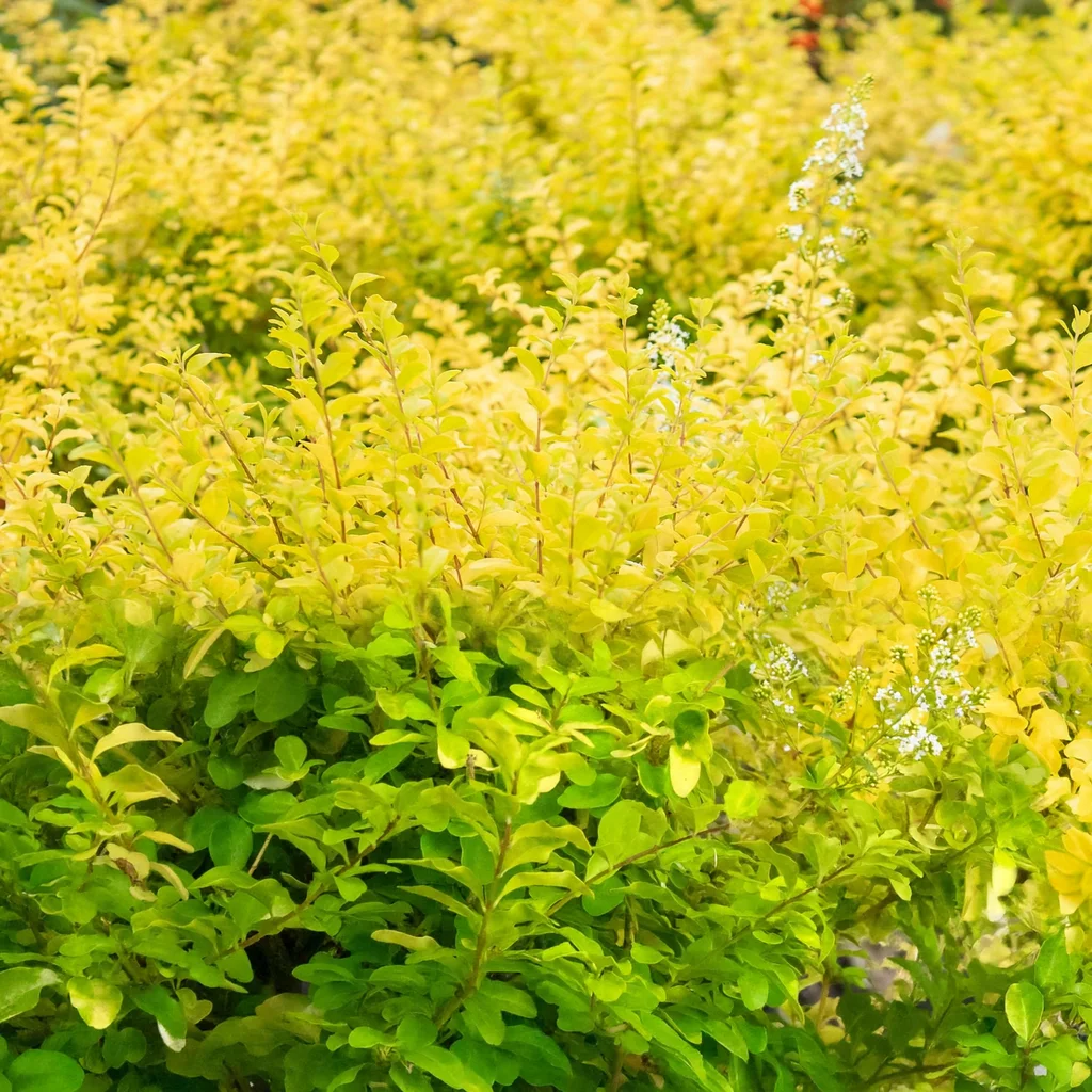 Sunshine Privet