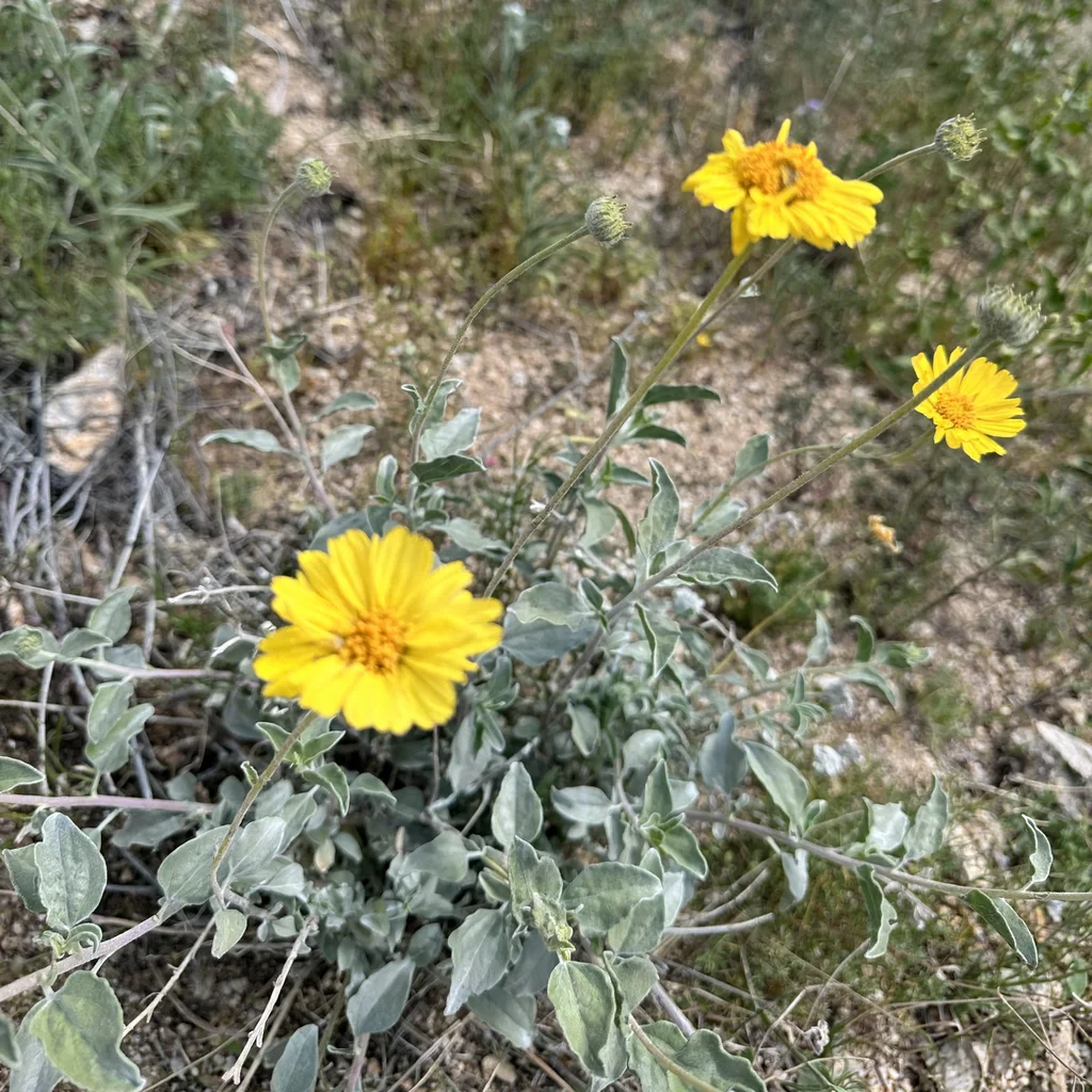Acton Encelia