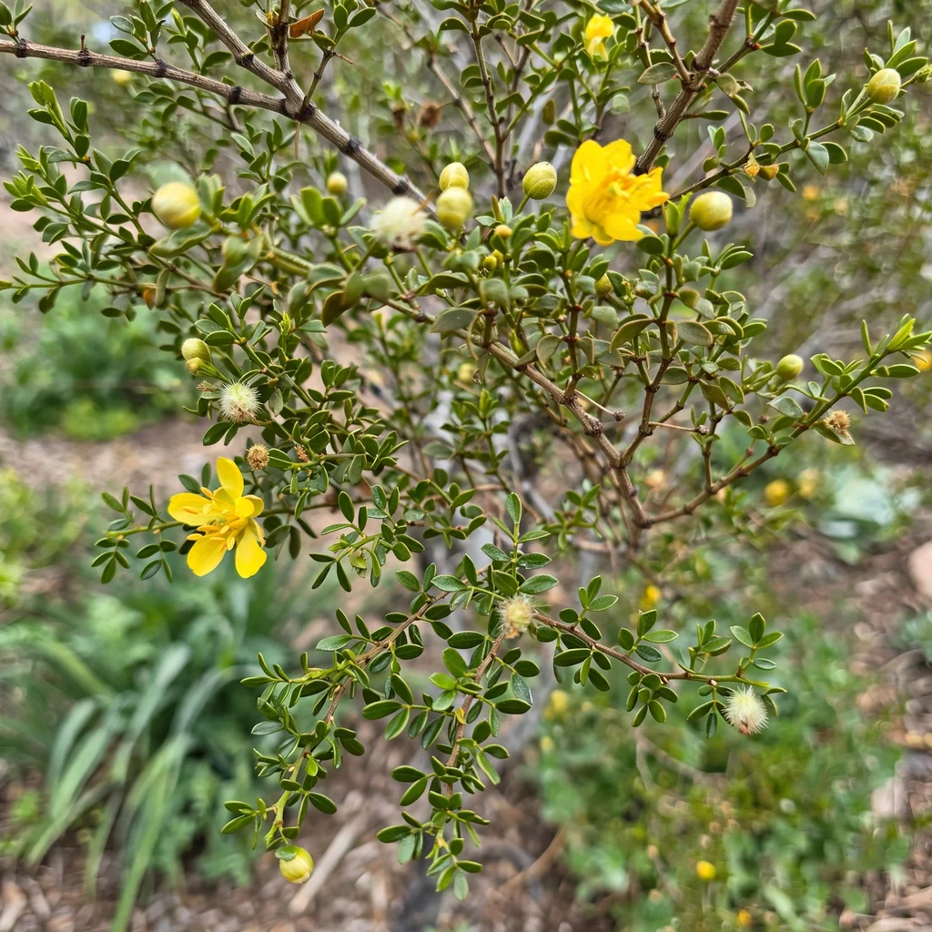 Creosote Bush