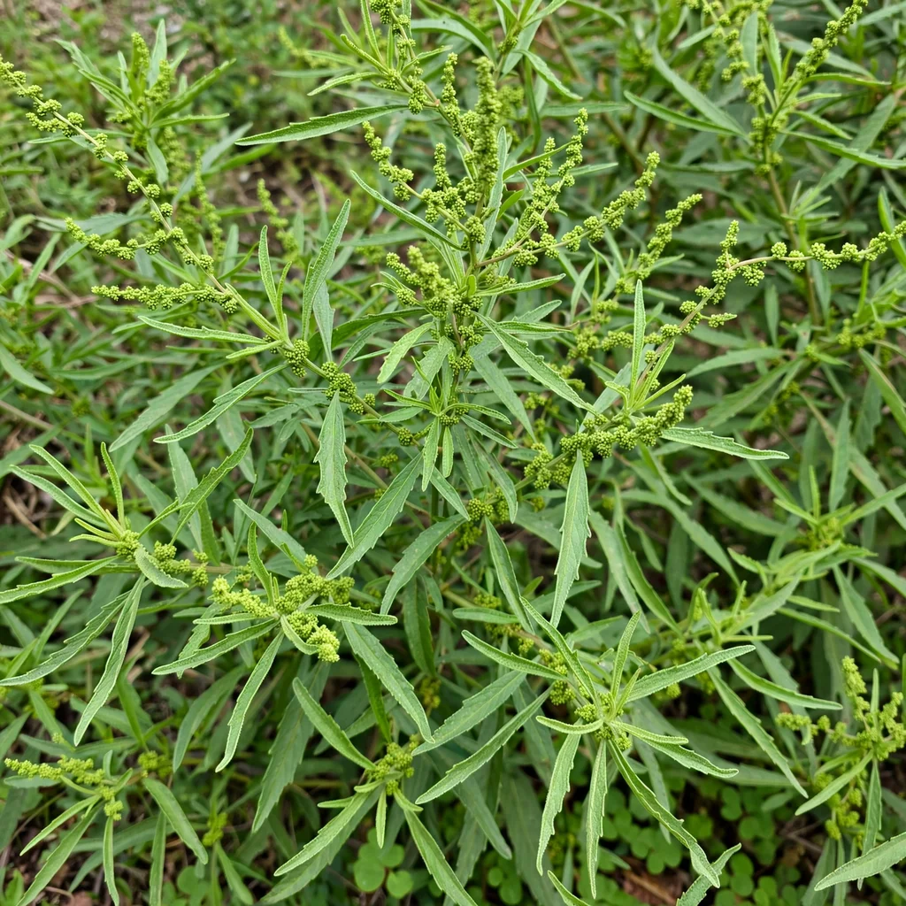 Epazote