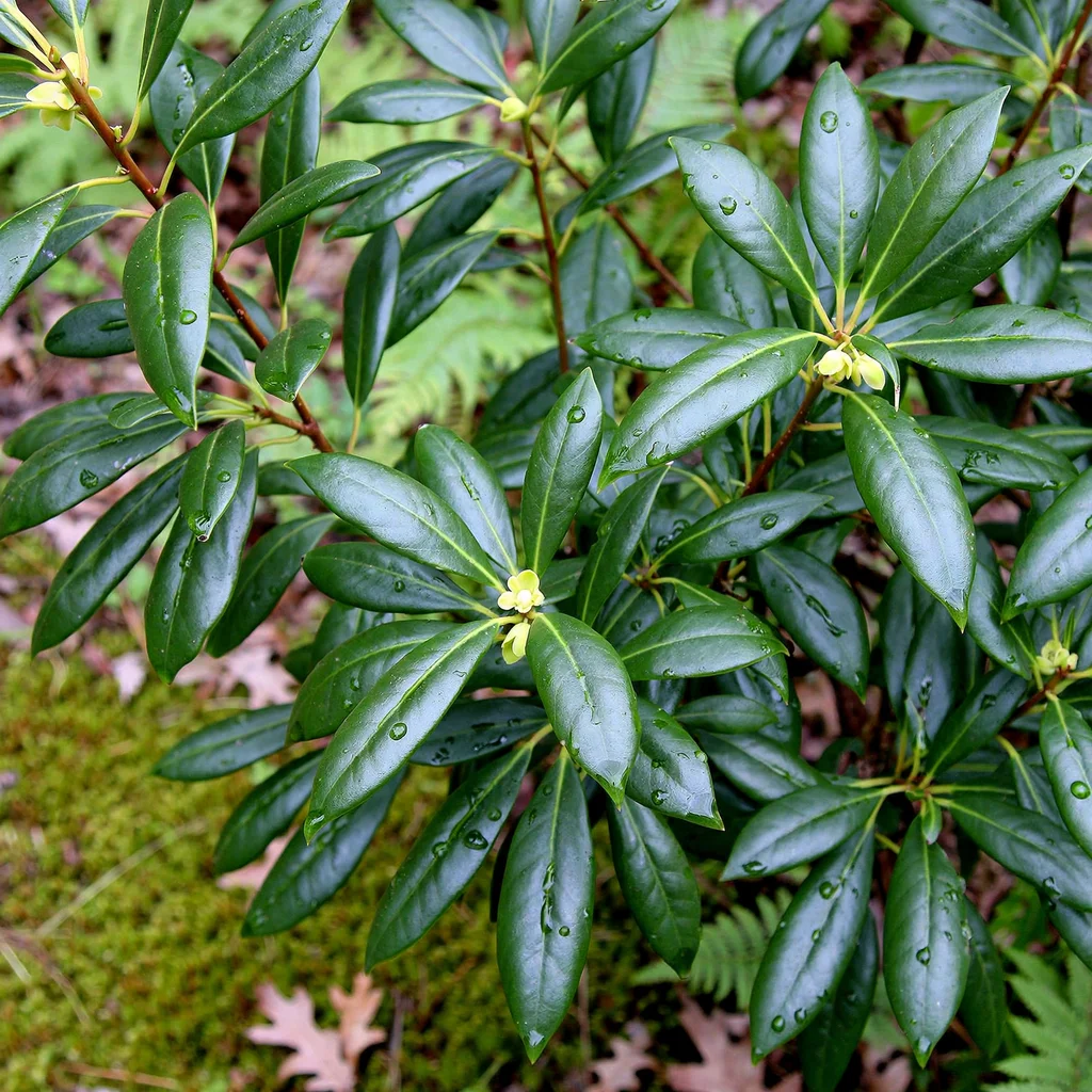 Yellow Anisetree