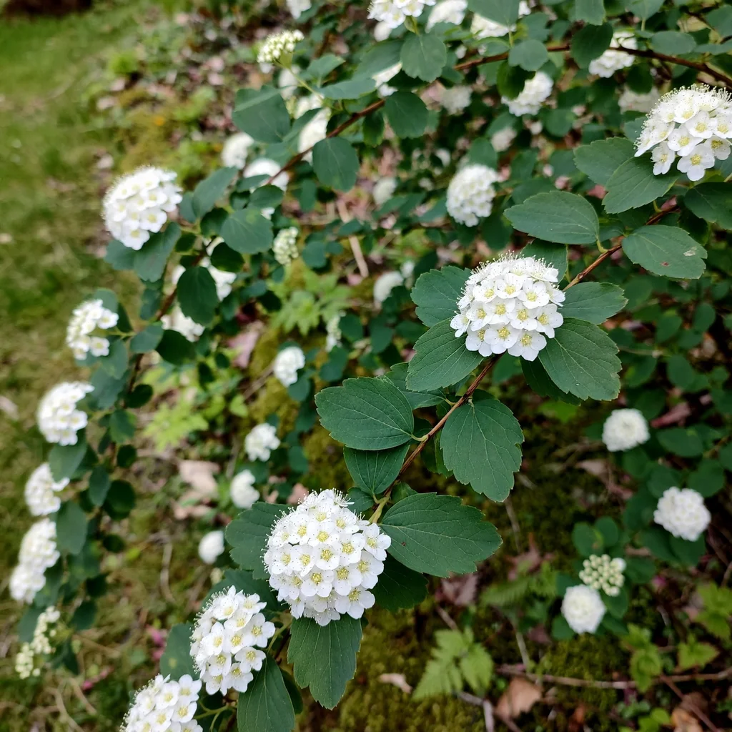 Reeve's Spiraea