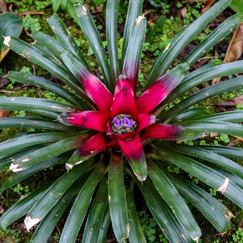 Blushing Bromeliad