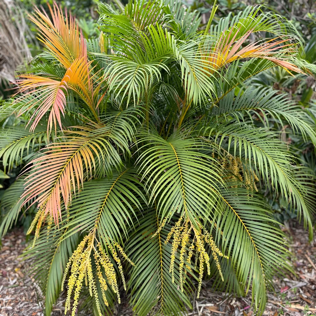 Areca Palm