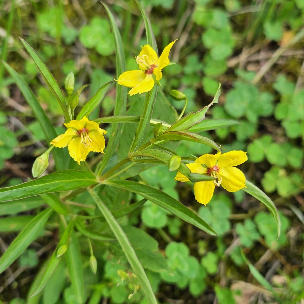 Lanceleaf Loosestrife
