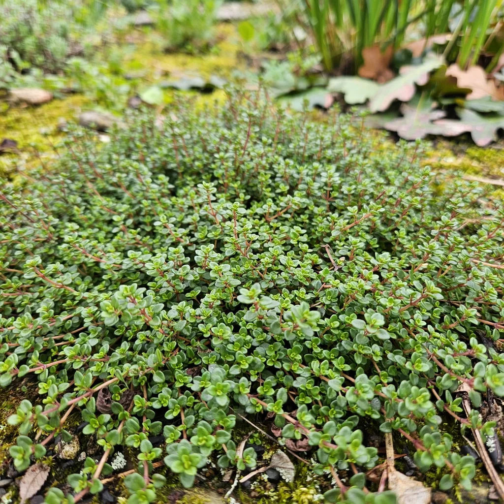 White Creeping Thyme