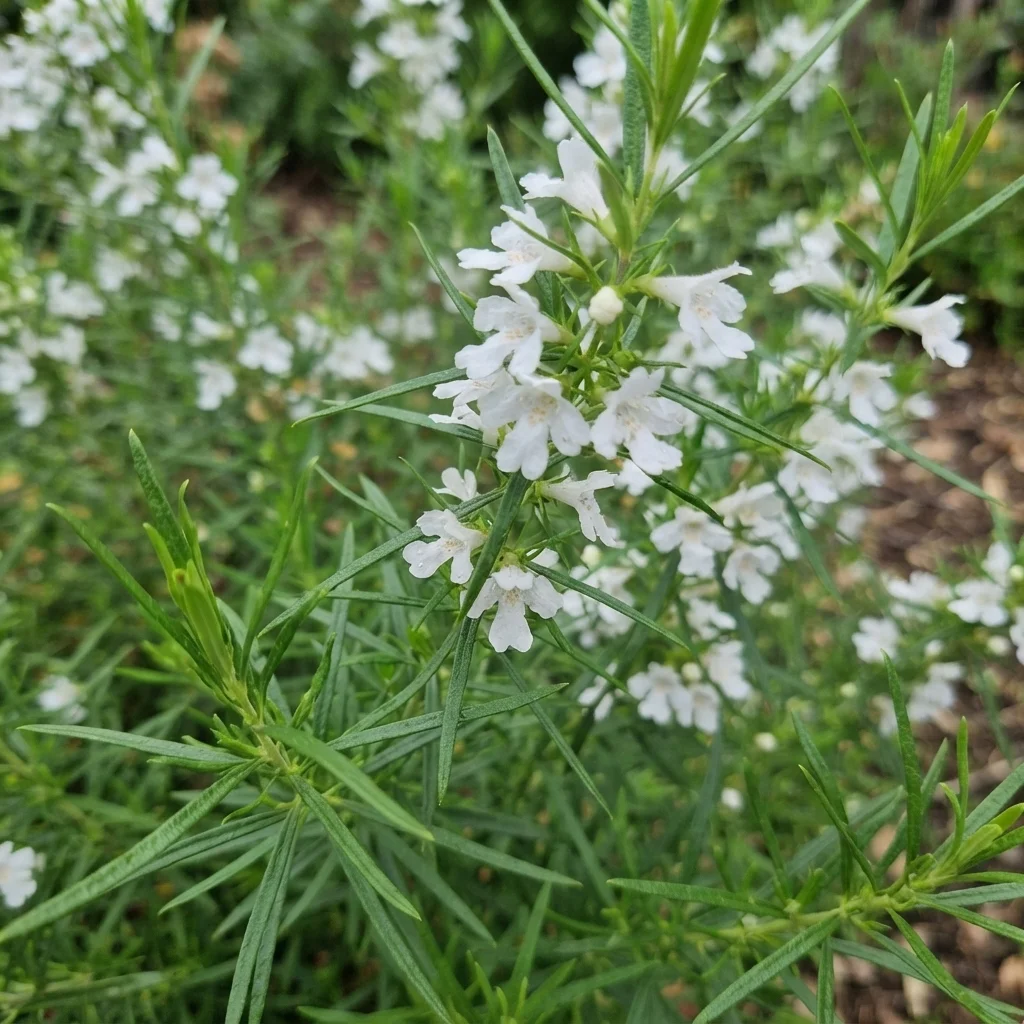 Long-leaved Westringia