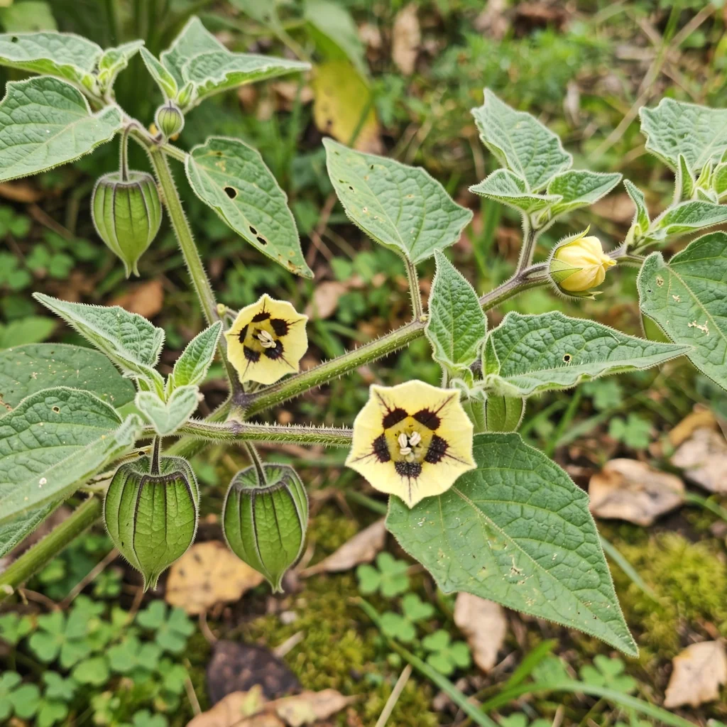 Goldenberry