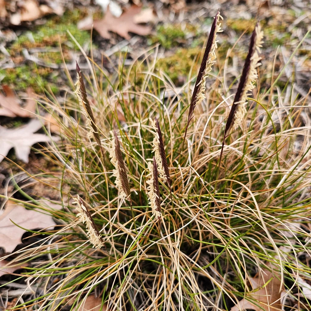 Saltmeadow Cordgrass