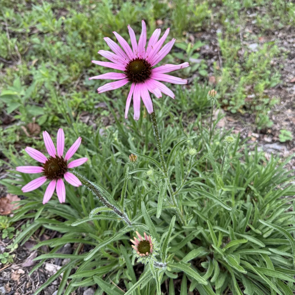 Tennessee Coneflower