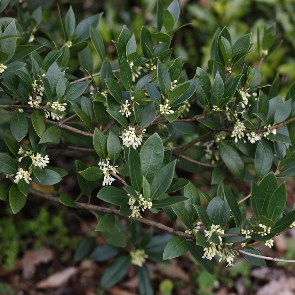 Burkwood Osmanthus