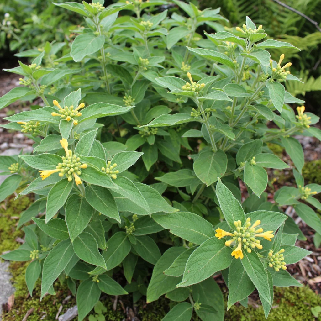 Mountain Bush-honeysuckle