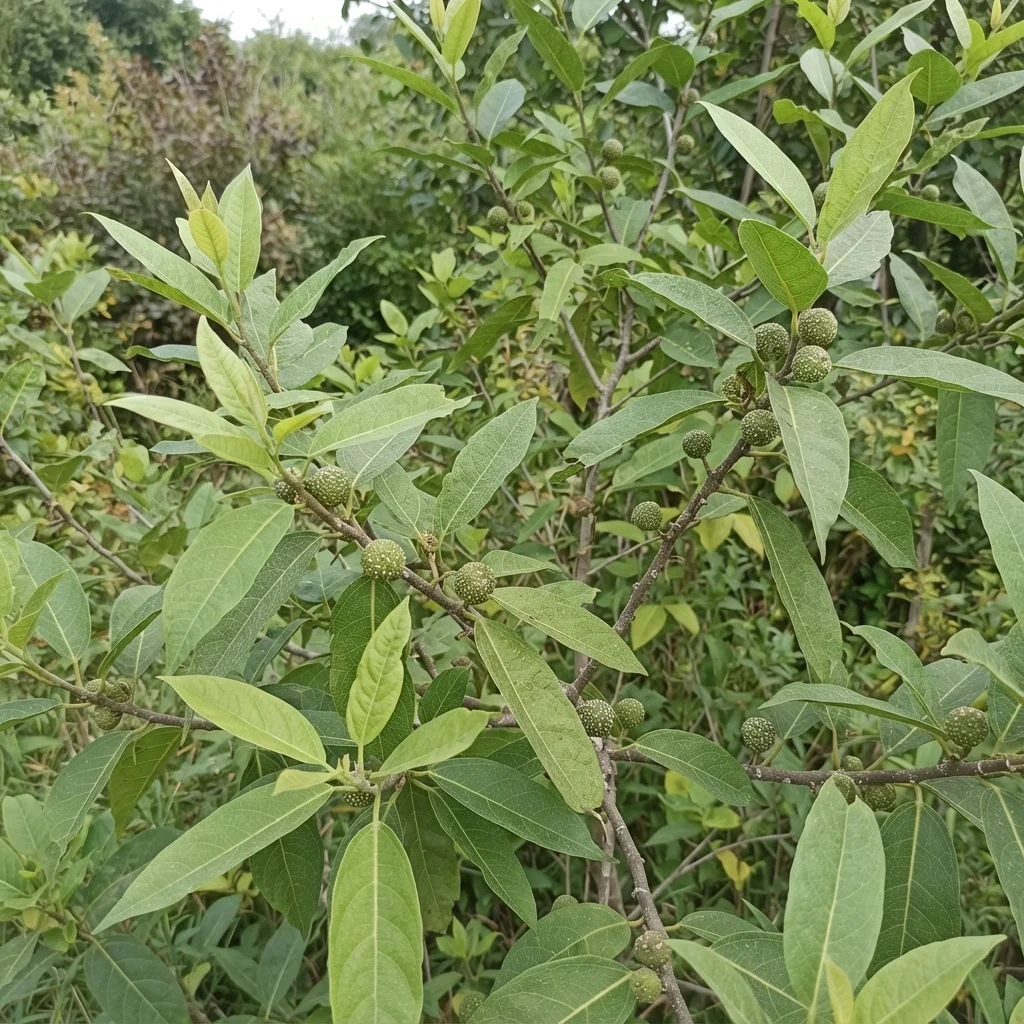 Vú Bò