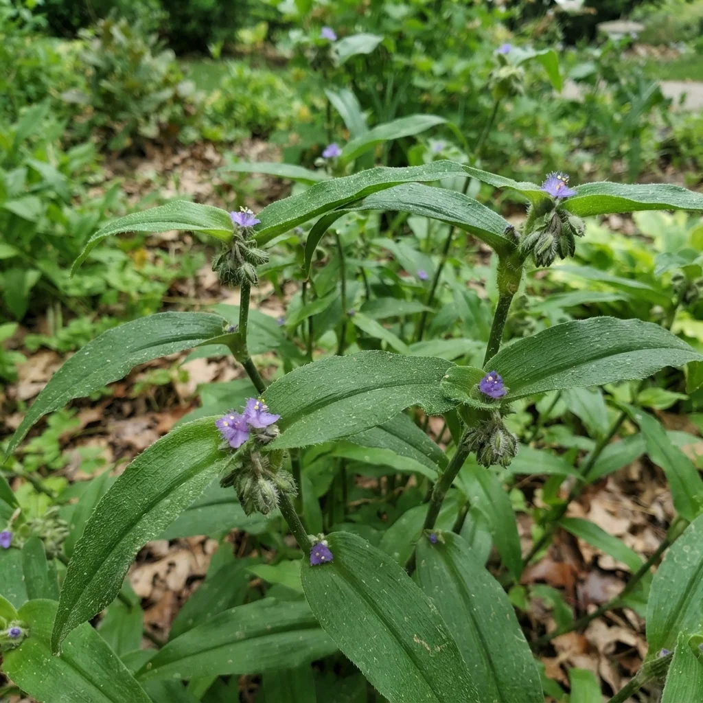 Zigzag Spiderwort