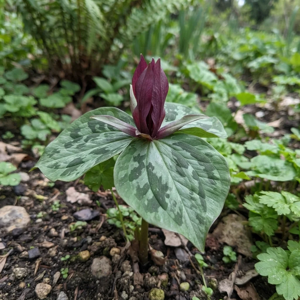 Toadshade