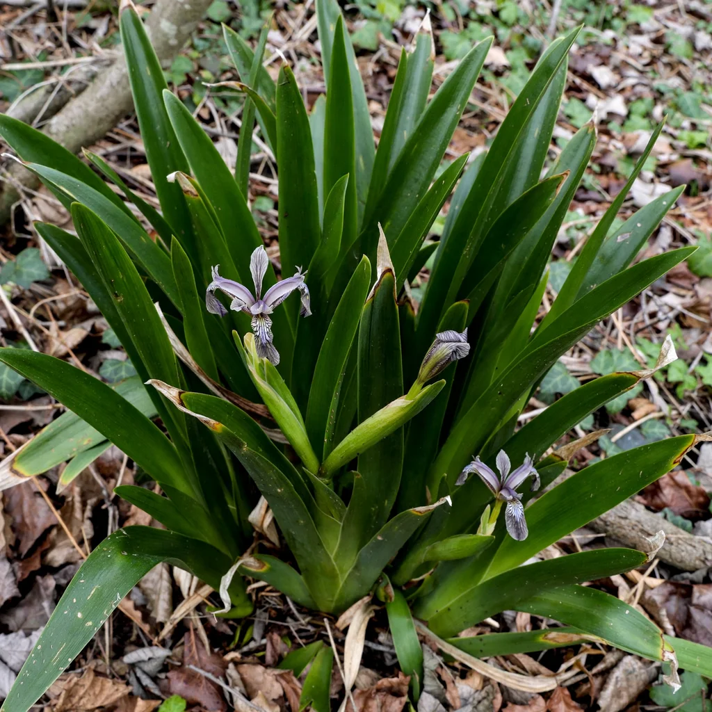 Stinking Iris