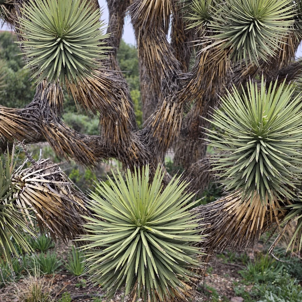 Joshua Tree