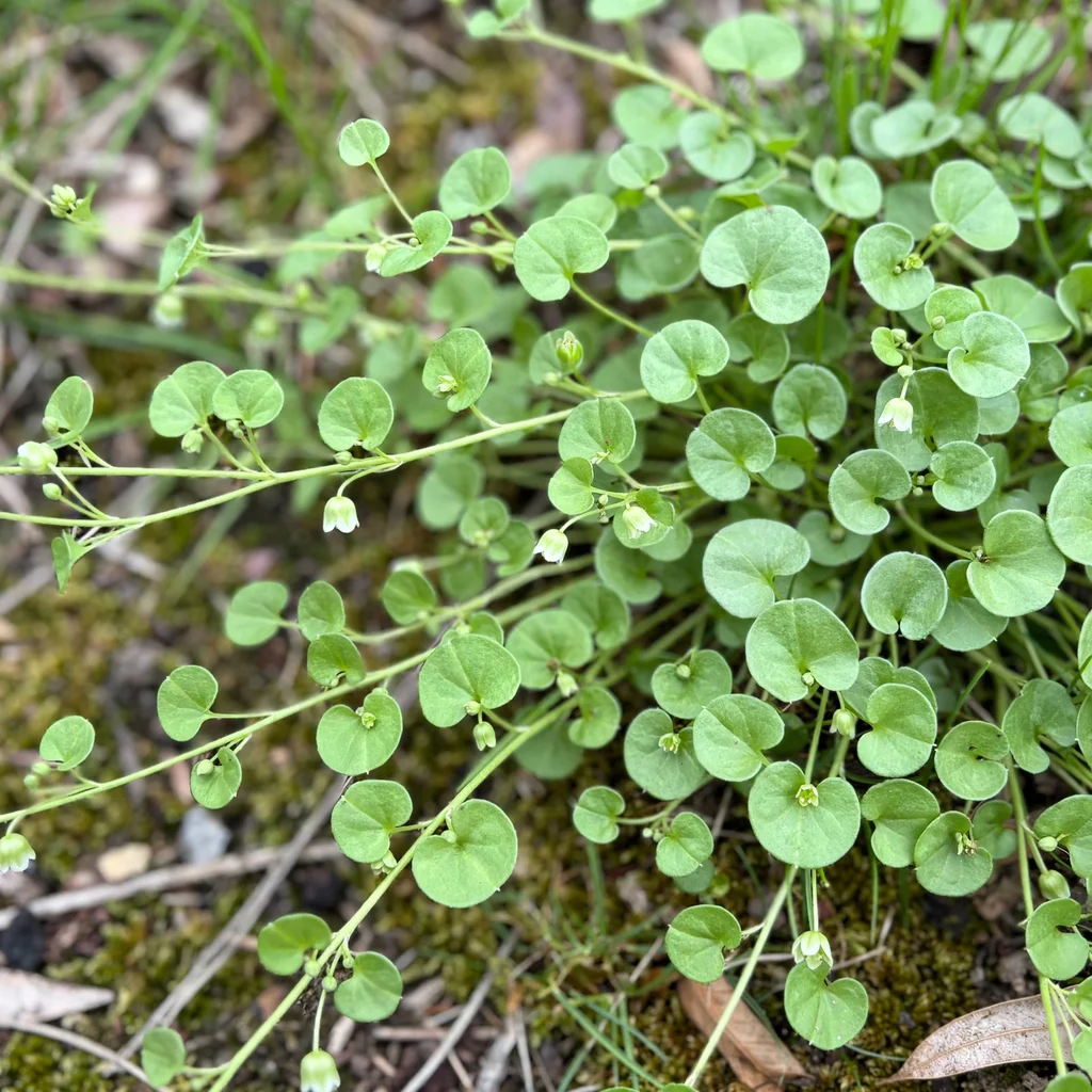 Carolina Ponysfoot