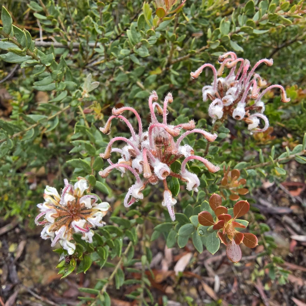 Grey Spider Flower