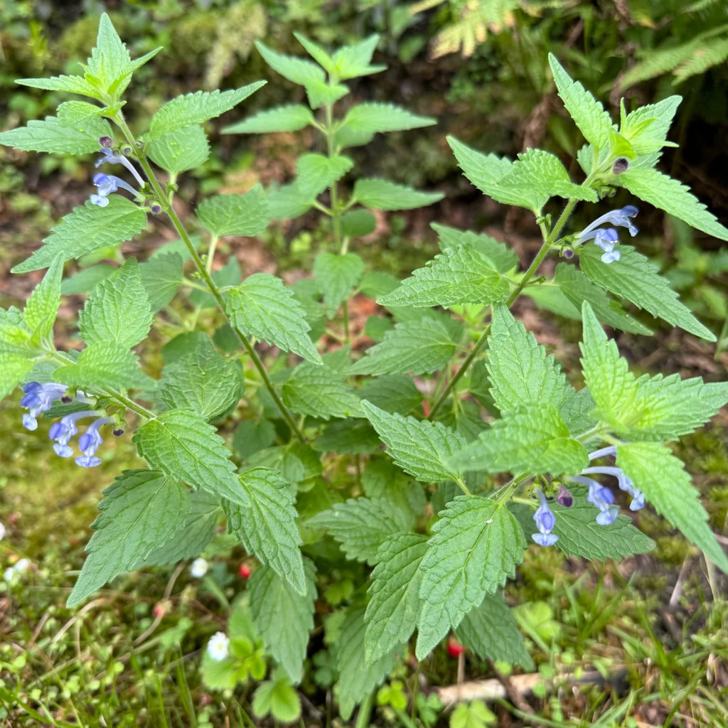 Blue Skullcap