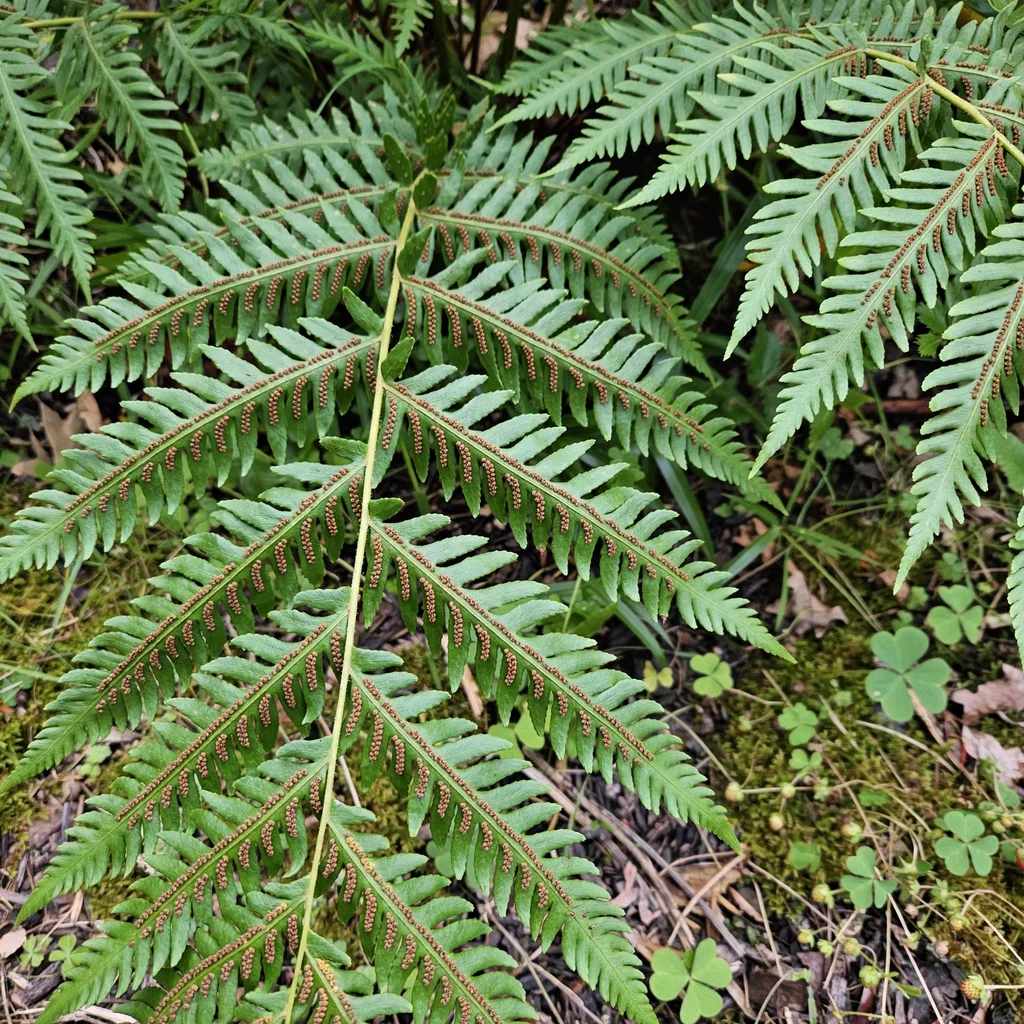 Giant Chain Fern