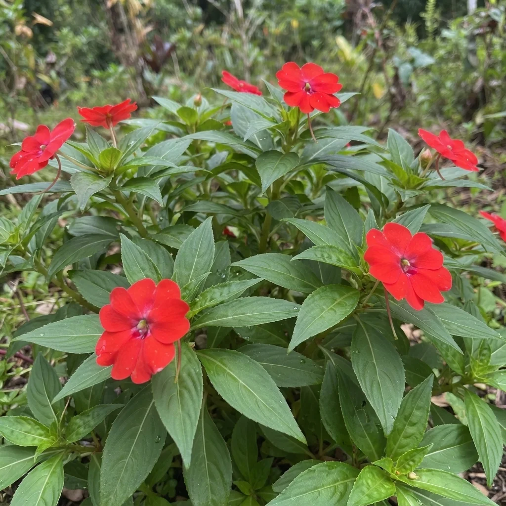 New Guinea Impatiens