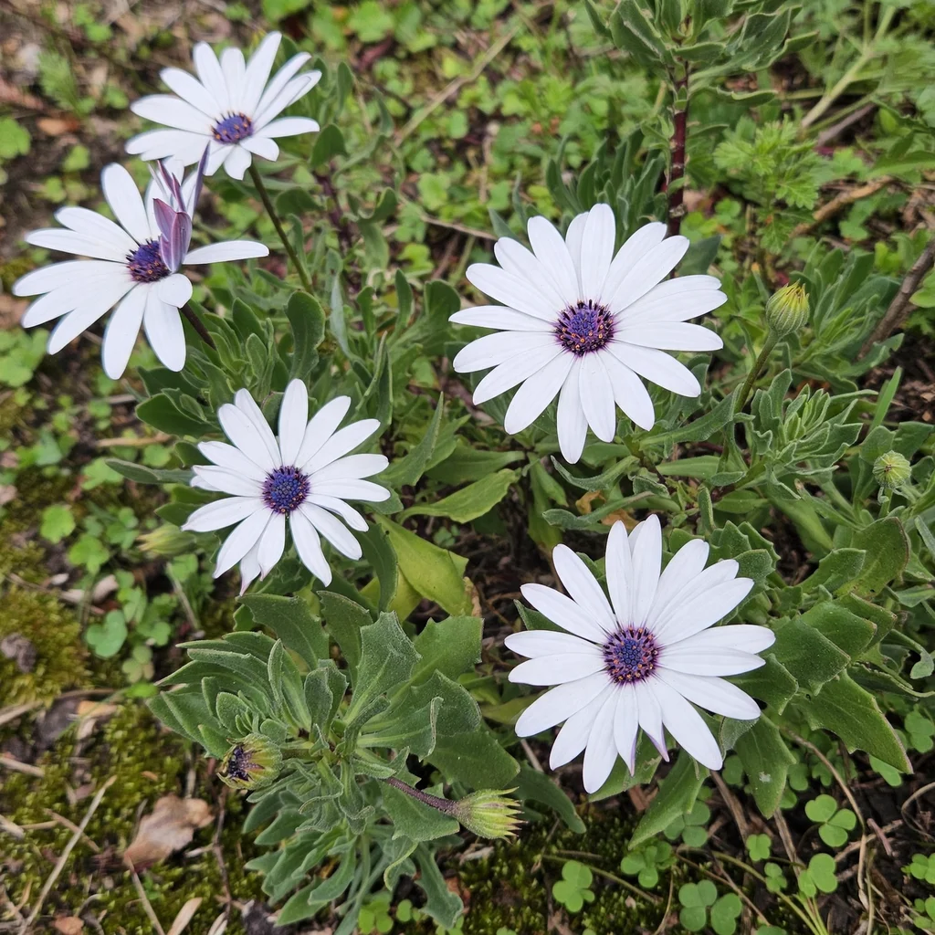 Cape Marguerite