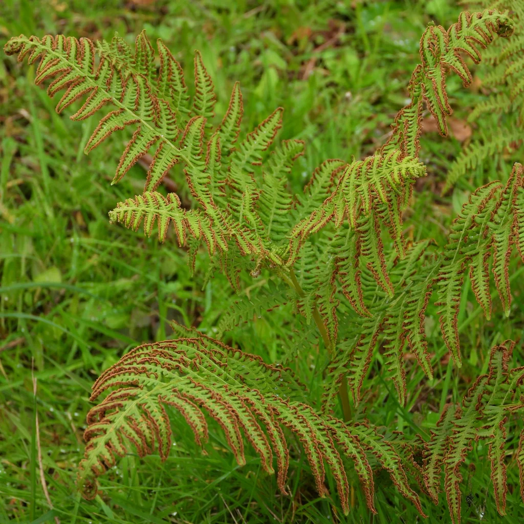 Bracken
