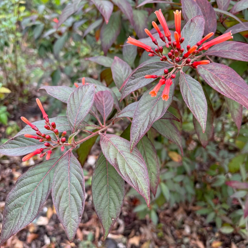 Firebush