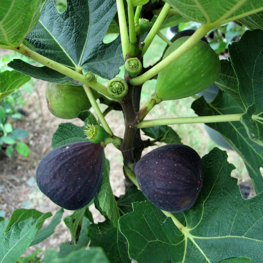 Black Genoa Fig