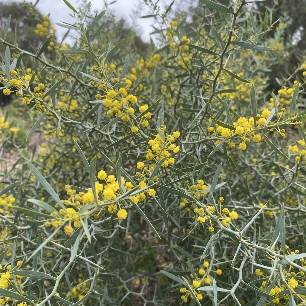 Elegant Wattle, Prickly Wattle, Gundabluie, Gundabluey, Bramble Wattle, Alupa