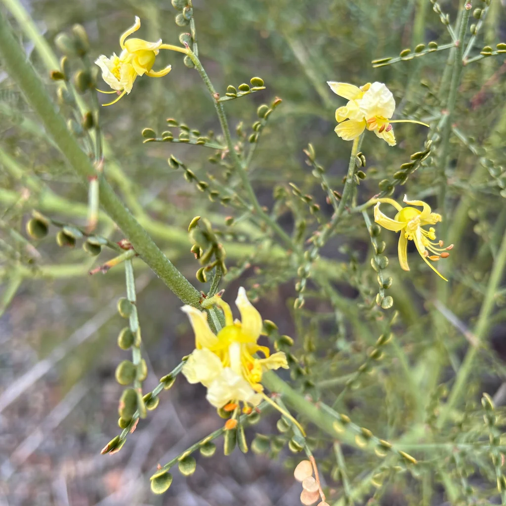 Yellow Paloverde